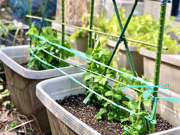 スナップエンドウ